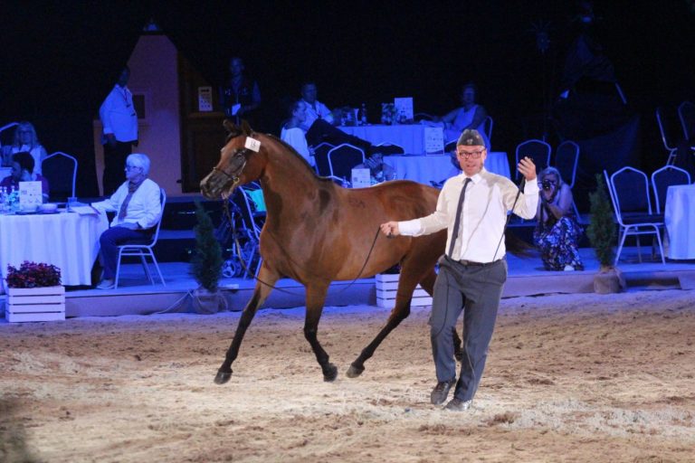 Aukcja koni arabskich przyniosła 1,4 mln euro. Zła passa przełamana