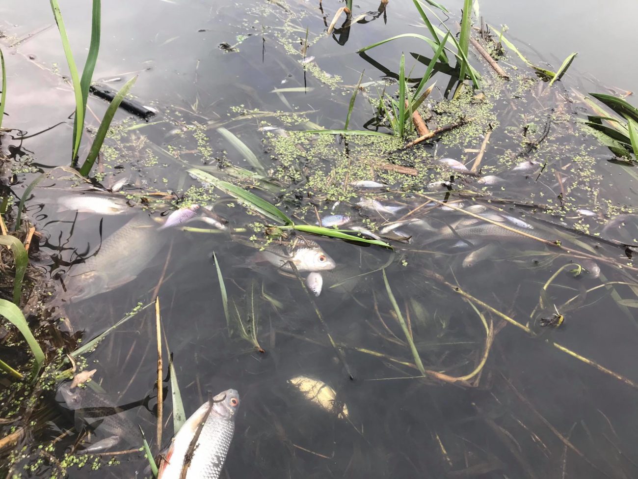Martwe ryby w zanieczyszczonej rzece