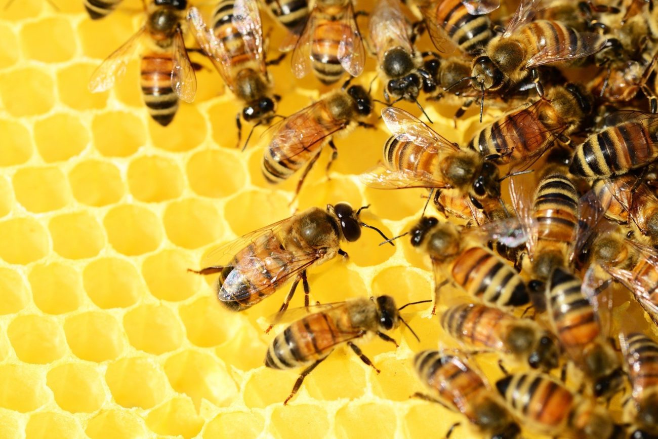Pszczoły to nie tylko miód