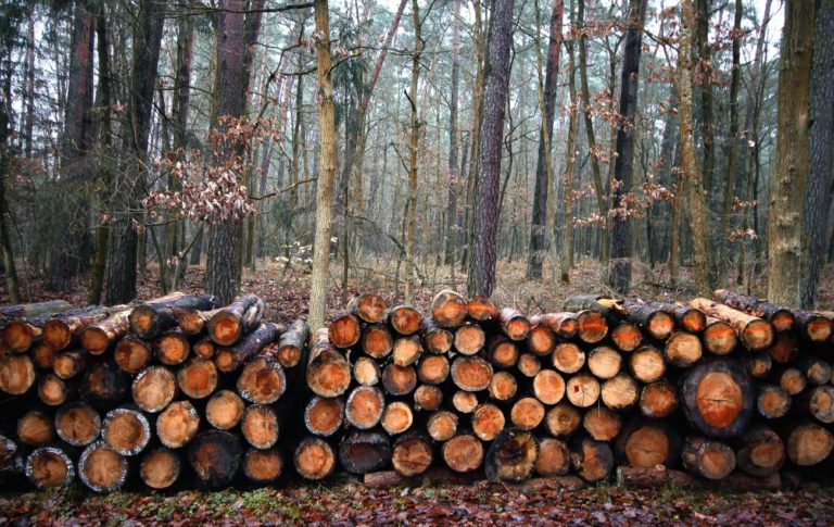 Wzrost VAT na drewno opałowe uderzy w najbiedniejszych