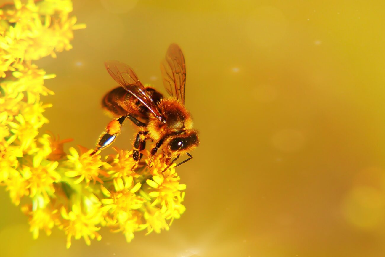 Konkurs: Co zawdzięczam pszczołom?