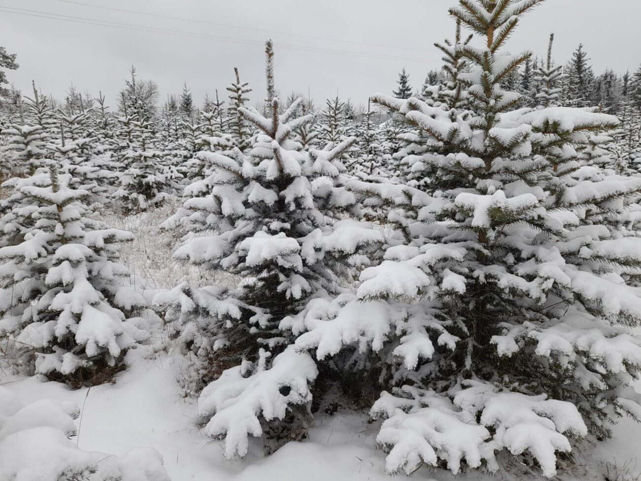 CHOINKI - plantacja z tradycją - ul. BIAŁKA 30 (przy stronie nowego cmentarza). Zapraszamy na stronę internetową i do zakup&oacute;w pachnących drzewek,