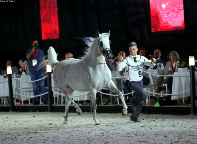 Aukcja w Janowie: Sprzedano 14 koni za ponad 2 miliony euro