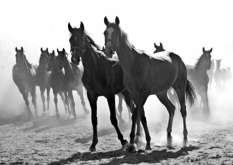 Fotograficy z Migawki nagrodzeni w konkursie 'Konie, jeźdźcy, zaprzęgi'