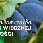 Samozbiory jagody kamczackiej na plantacjach w całej Polsce