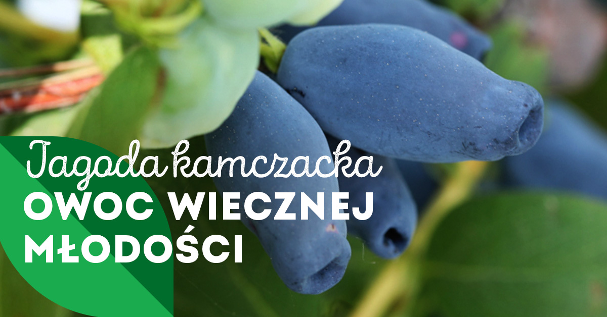Samozbiory jagody kamczackiej na plantacjach w całej Polsce