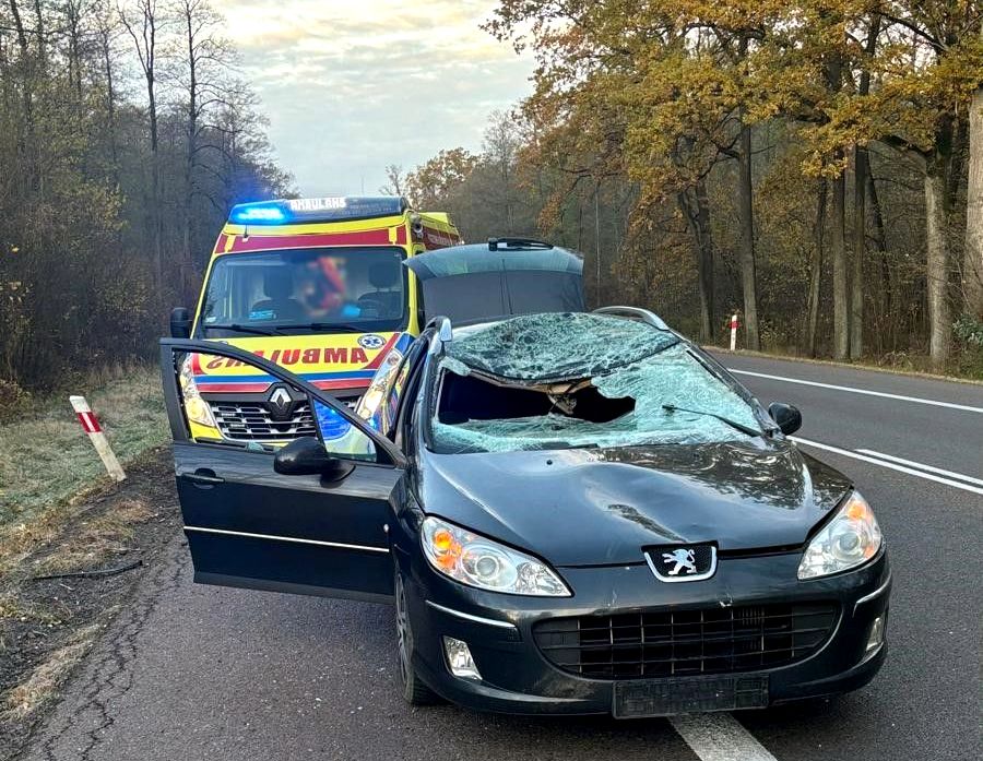 Łoś wyszedł na czołówkę, peugeot w opałach