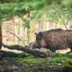 Poradnik myśliwego (cz. 1): Nie patrz mu w oczy! Co zrobić, gdy w lesie staniesz twarzą w twarz z dzikim zwierzęciem?