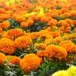Aksamitka – wszechstronna piękność ogrodu, zdrowia i kuchni