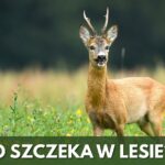Poradnik myśliwego (cz. 4): Kto szczeka w lesie, czyli leśna opera saren