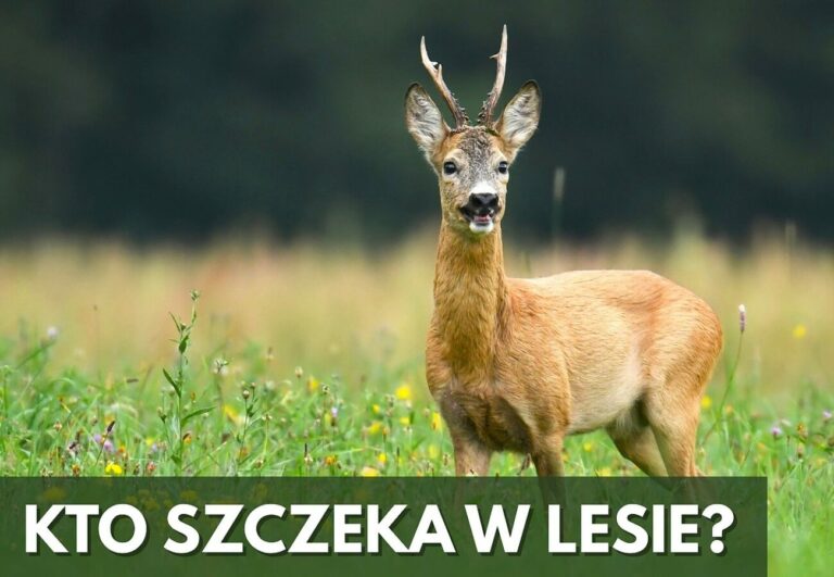 Poradnik myśliwego (cz. 4): Kto szczeka w lesie, czyli leśna opera saren