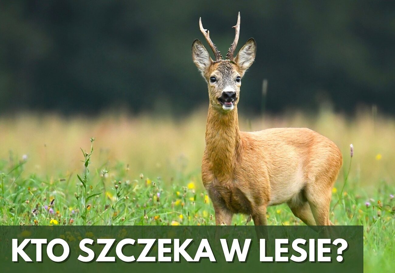 Poradnik myśliwego (cz. 4): Kto szczeka w lesie, czyli leśna opera saren