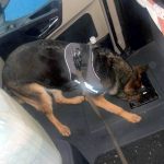 Trzy ciężarówki z kontrabandą w Koroszczynie