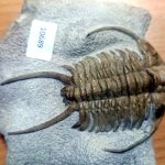 Kolekcja trylobitów i zębów rekina w mercedesie na granicy w Terespolu