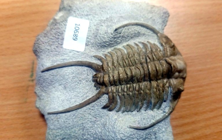 Kolekcja trylobitów i zębów rekina w mercedesie na granicy w Terespolu