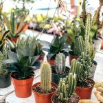 Dlaczego kupując rośliny online warto zwracać uwagę na paszport roślin?