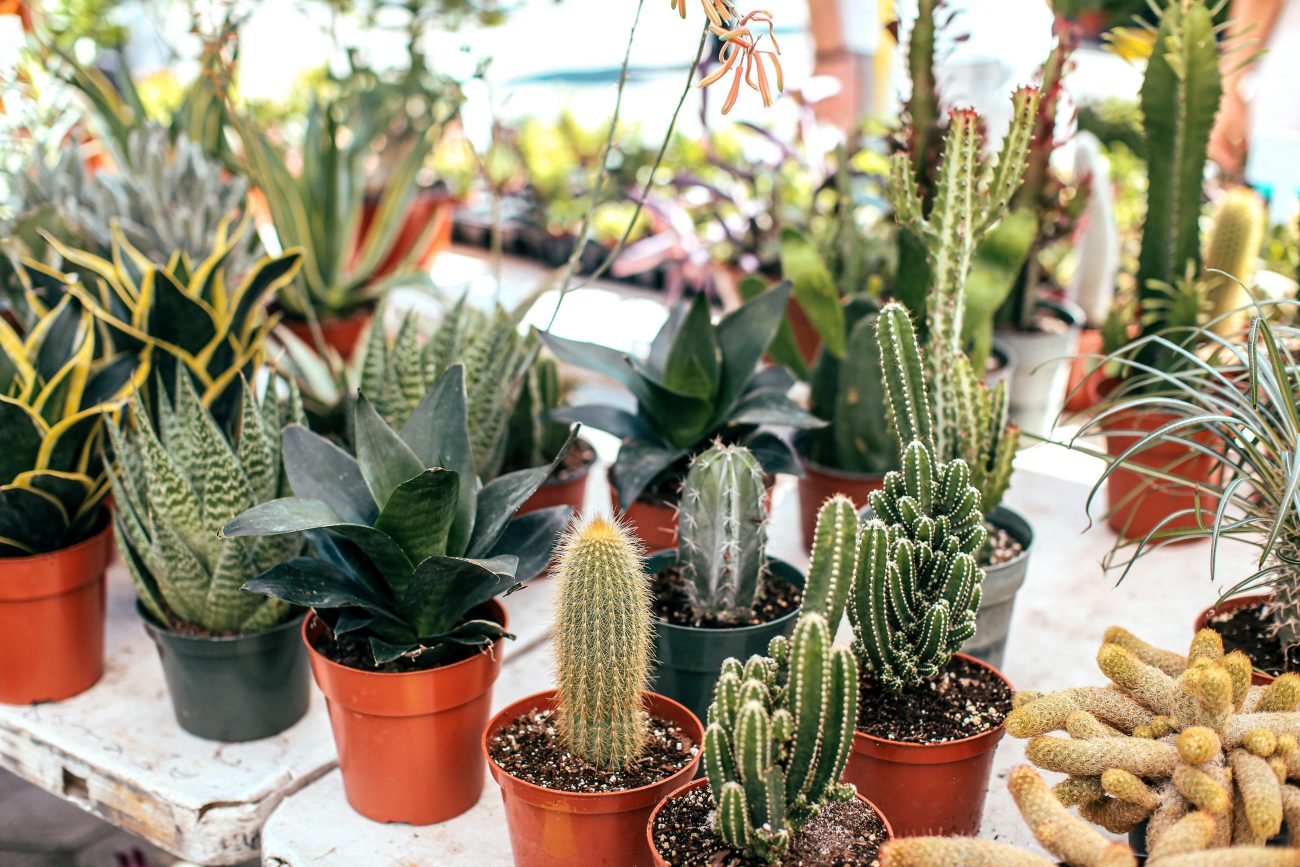 Dlaczego kupując rośliny online warto zwracać uwagę na paszport roślin?