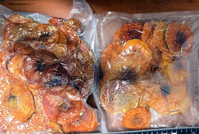 Tabletki z wyciągiem z konika morskiego i suszone muchomory, czyli końcówka roku na granicy