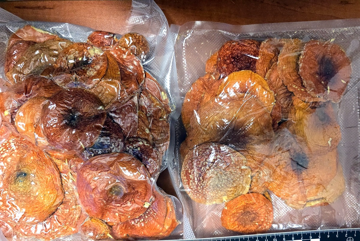 Tabletki z wyciągiem z konika morskiego i suszone muchomory, czyli końcówka roku na granicy