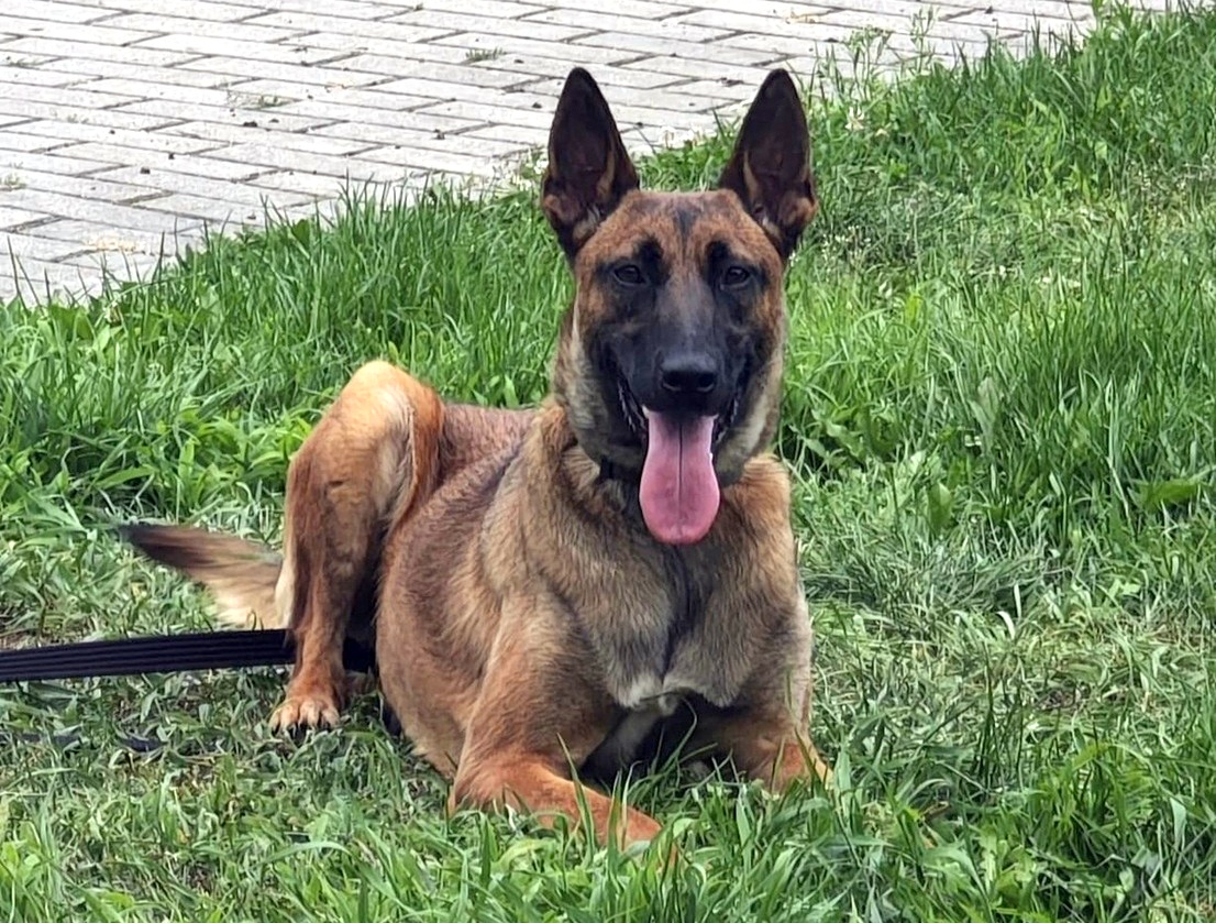 Westka – nowy, czworonożny żabol w bialskiej komendzie