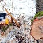 Tragedia podczas wycinki drzewa w lesie. Konar spadł mu na głowę