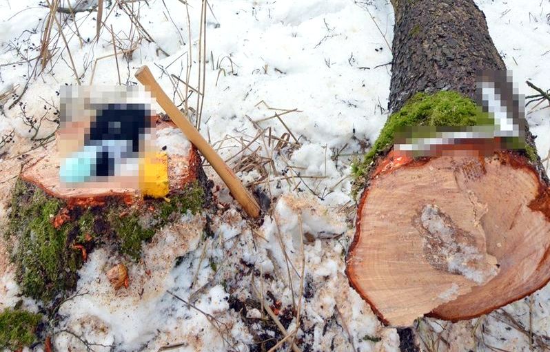 Tragedia podczas wycinki drzewa w lesie. Konar spadł mu na głowę