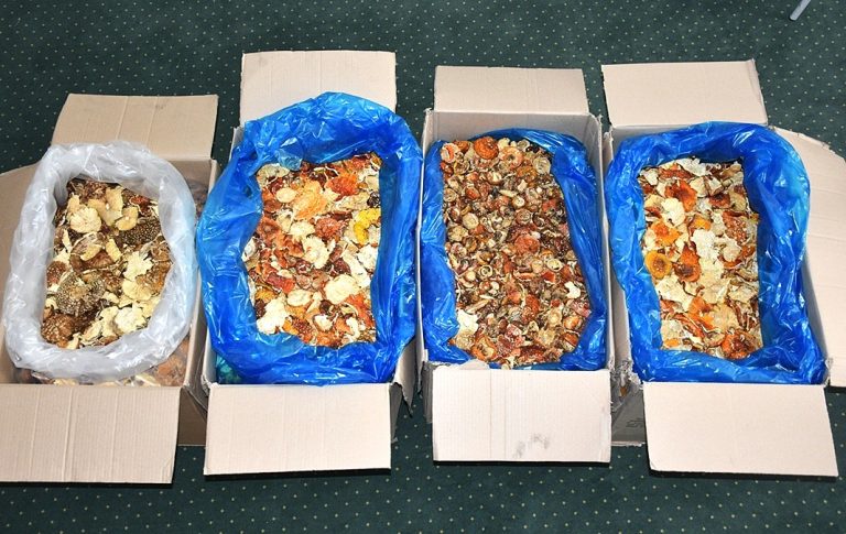 Ukrainiec przemycał ponad 34 kg czerwonych muchomorów