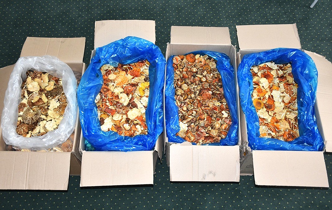 Ukrainiec przemycał ponad 34 kg czerwonych muchomorów