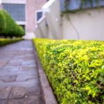 Na co zwrócić uwagę, wybierając nożyce akumulatorowe do żywopłotu?