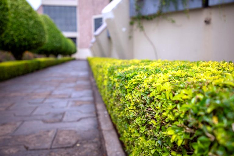 Na co zwrócić uwagę, wybierając nożyce akumulatorowe do żywopłotu?