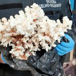 Przemycała rafę koralową w walizce. Grozi jej nawet 5 lat więzienia!