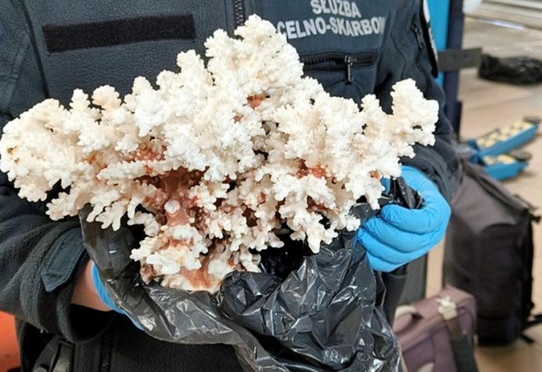 Przemycała rafę koralową w walizce. Grozi jej nawet 5 lat więzienia!