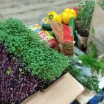 Warzywa sterowane smartfonem w Łomazach? Technologia z NASA w szkolnych stołówkach